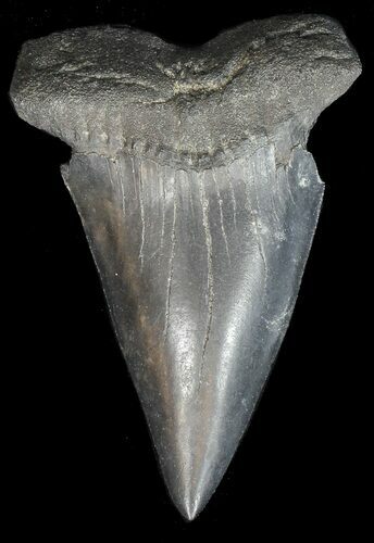 Huge, Fossil Mako Shark Tooth - Georgia #43049